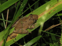 Scinax nebulosus