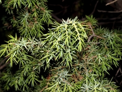 Juniperus deltoides