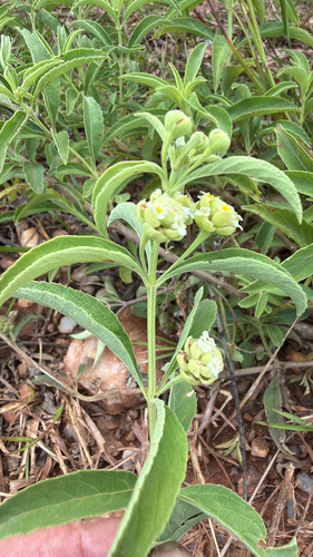 Lippia oatesii
