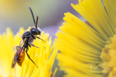 Nomada fabriciana