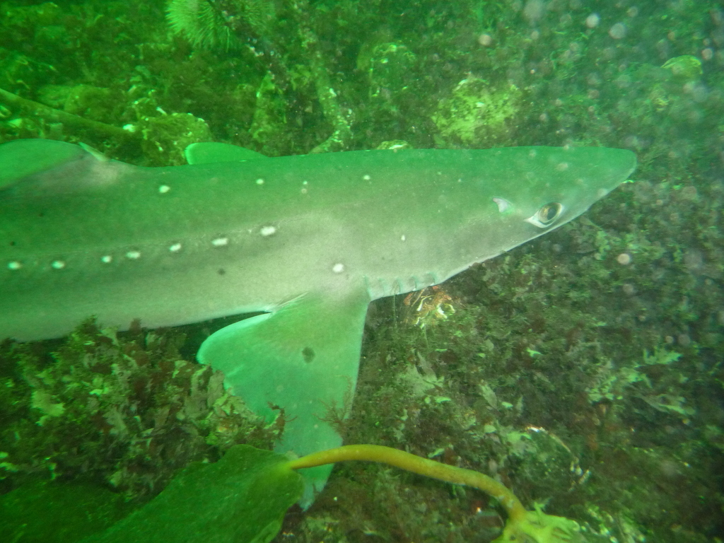 Starry Smooth-hound, photo 1 of 7