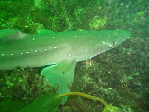 Starry Smooth-hound