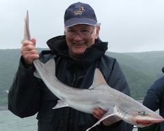 Starry Smooth-Hound photo 2
