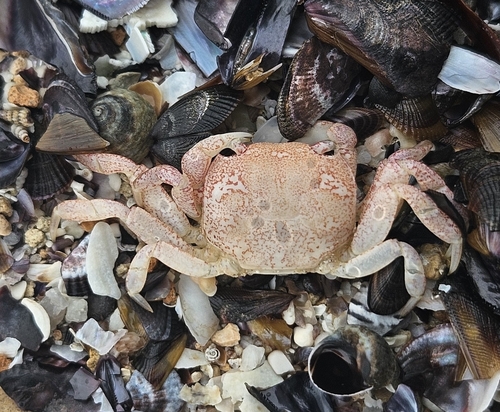 Smooth Shore Crab