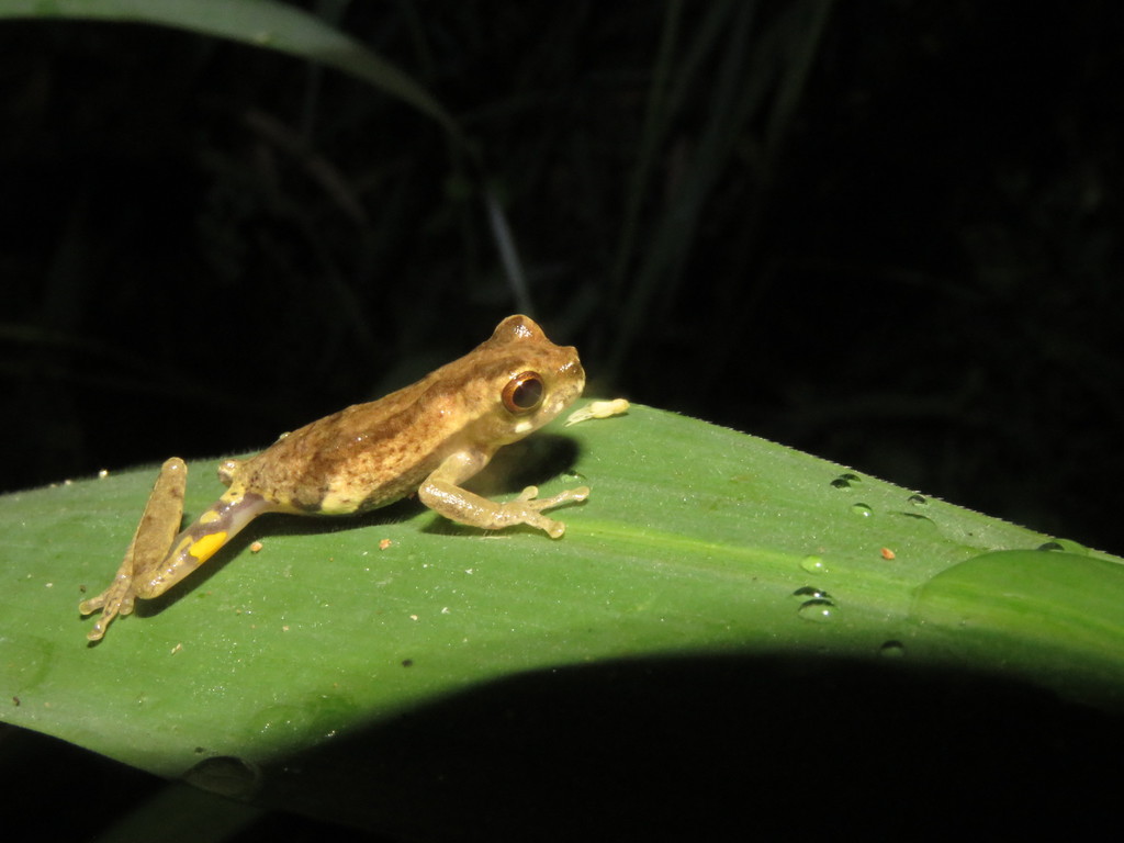 Bokermann's Tarauaca Treefrog