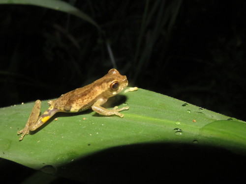 Bokermann's Tarauaca Treefrog, Dendropsophus bokermanni