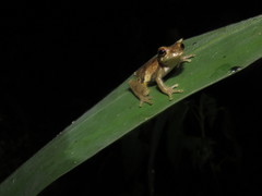 Dendropsophus bokermanni