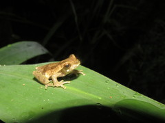 Dendropsophus bokermanni