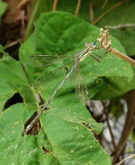Lestes undulatus