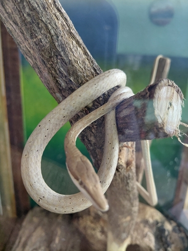 Striped Vine Snake