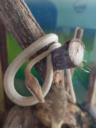 Striped Vine Snake