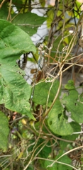 Lestes undulatus