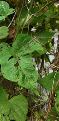 Lestes undulatus