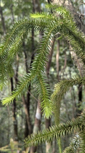 Huperzia cunninghamioides iNat (1)