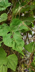 Lestes undulatus