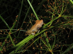 Dendropsophus nanus
