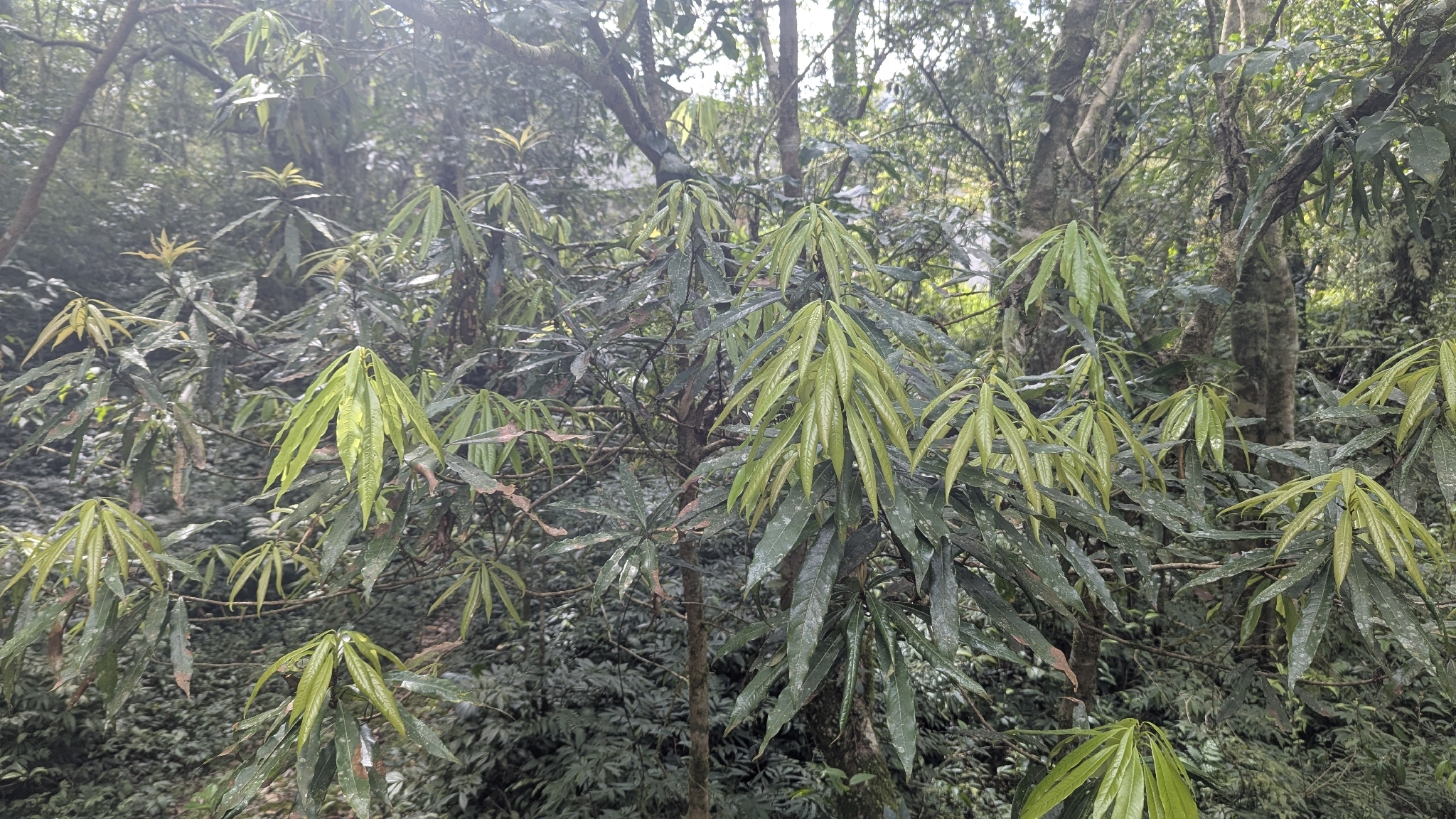 Nanto Actinodaphne (Litsea acuminata)