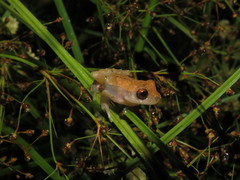 Dendropsophus nanus