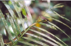 Dendrelaphis marenae