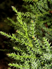 Juniperus deltoides