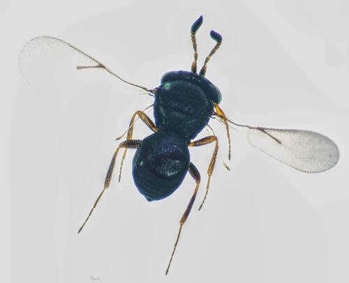 Trissolcus cultratus