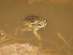Rhinella major
