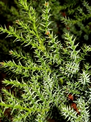 Juniperus deltoides