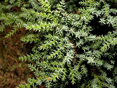 Juniperus deltoides