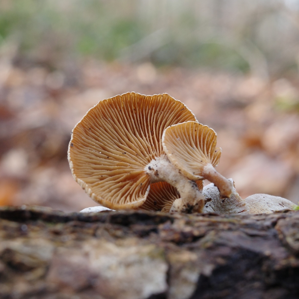 Panellus stipticus · March 2026 · photo: © vincent_b (iNaturalist, cc-by)