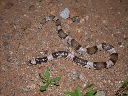 Photo of a Pima Leafnose Snake (Phyllorhynchus browni)