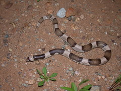 Phyllorhynchus browni