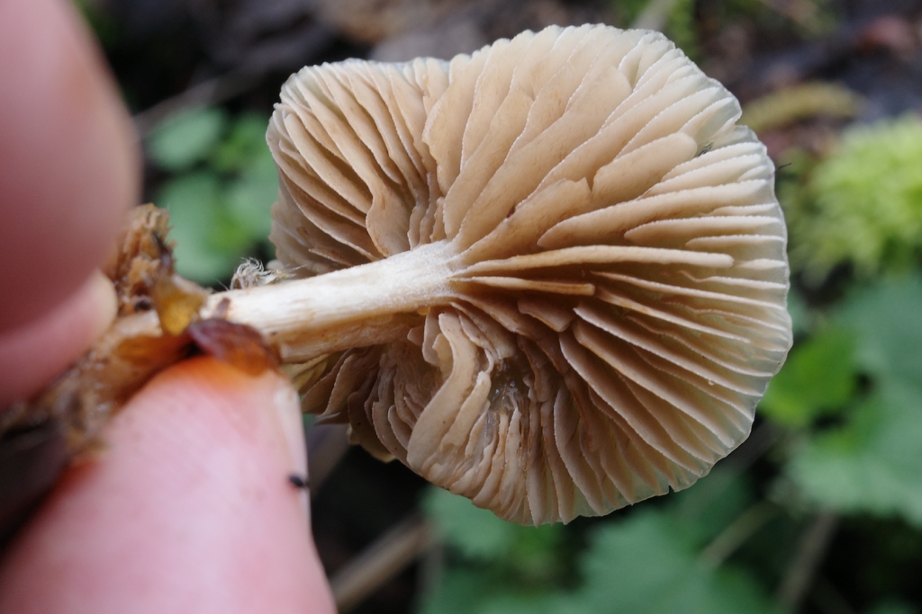 Meottomyces dissimulans · March 2026 · photo: © vincent_b (iNaturalist, cc-by)