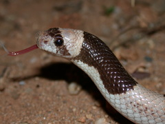 Phyllorhynchus browni