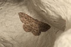 Zermizinga sinuata