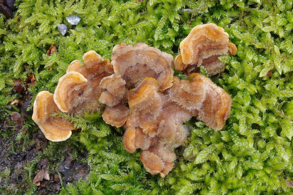 Stereum hirsutum · March 2026 · photo: © vincent_b (iNaturalist, cc-by)