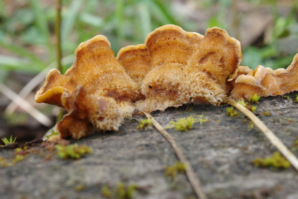Stereum hirsutum · March 2026 · photo: © vincent_b (iNaturalist, cc-by)