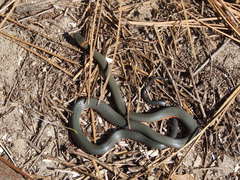 Diadophis punctatus amabilis