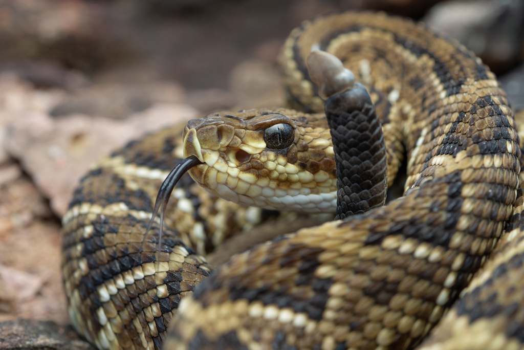 Neotropical Rattlesnake from Brasília - DF, Brasil on March 15, 2026 at ...