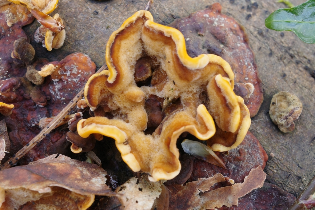 Stereum hirsutum · March 2026 · photo: © vincent_b (iNaturalist, cc-by)