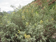 Buddleja glomerata