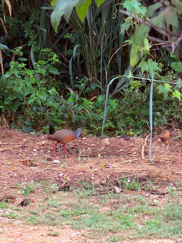 Gray-cowled Wood-Rail