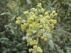 Buddleja glomerata