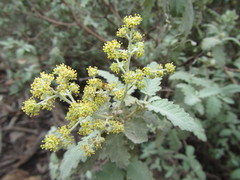 Buddleja glomerata