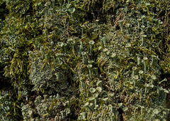 Cladonia deformis