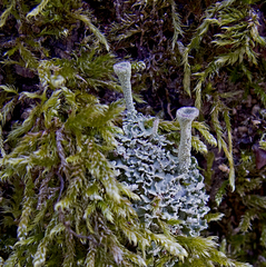 Cladonia deformis
