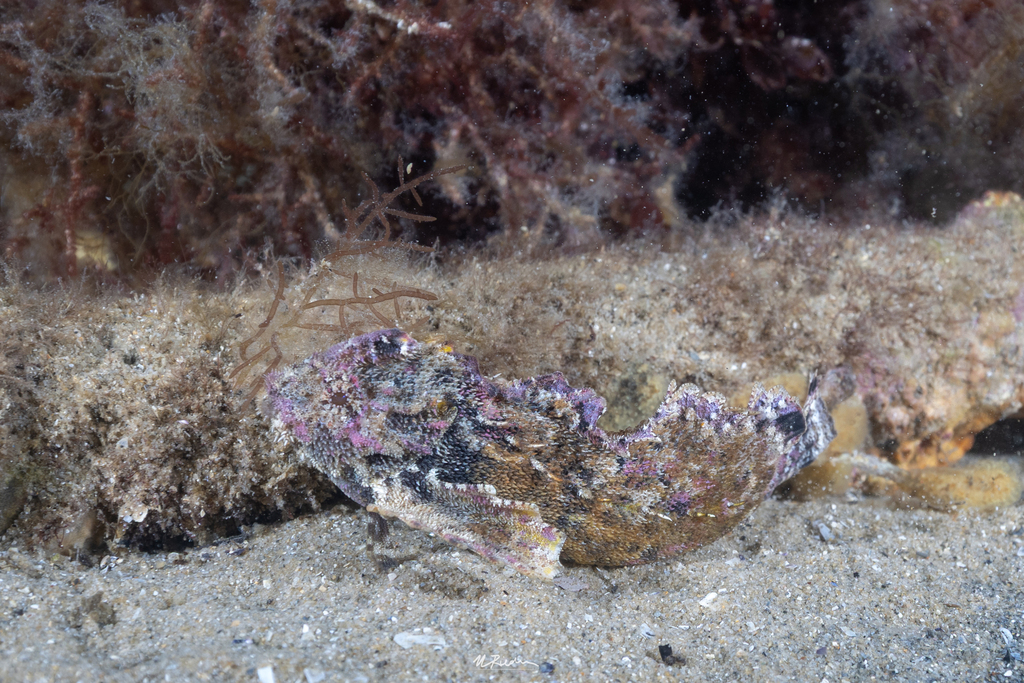Southern velvetfish (Aploactisoma milesii) — Aploactinidae