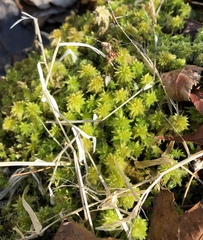 Sphagnum subsecundum