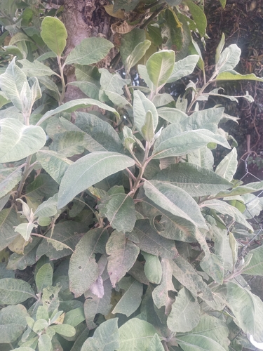 Vernonanthura patens (Vernonanthura patens)