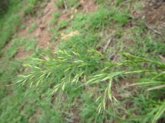 Stipa dregeana