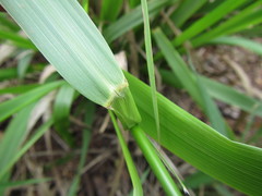Stipa dregeana